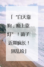 “白天靠狗，晚上靠灯”！菌子近期疯长！别乱捡
