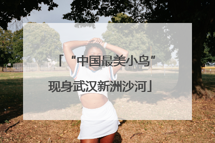 “中国最美小鸟”现身武汉新洲沙河