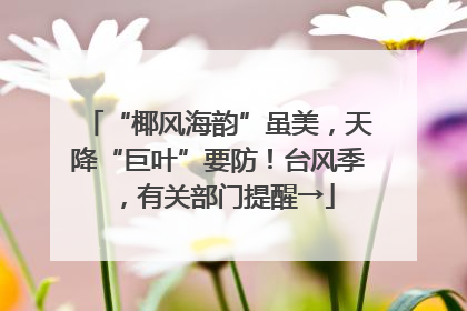 “椰风海韵”虽美，天降“巨叶”要防！台风季，有关部门提醒→