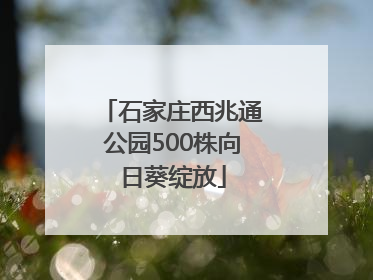 石家庄西兆通公园500株向日葵绽放