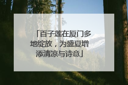 百子莲在厦门多地绽放，为盛夏增添清凉与诗意
