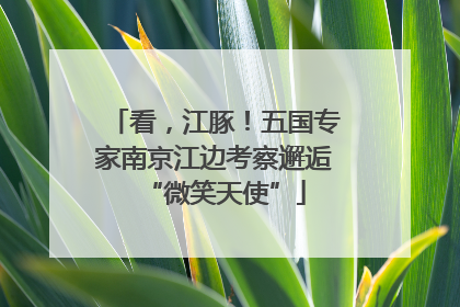 看，江豚！五国专家南京江边考察邂逅“微笑天使”