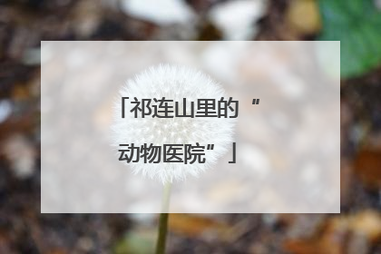 祁连山里的“动物医院”