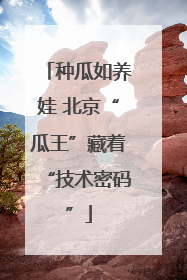 种瓜如养娃 北京“瓜王”藏着“技术密码”