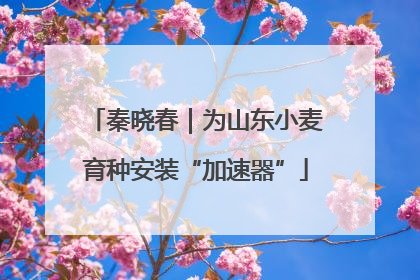 秦晓春｜为山东小麦育种安装“加速器”