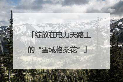 绽放在电力天路上的“雪域格桑花”