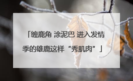 缠鹿角 涂泥巴 进入发情季的雄鹿这样“秀肌肉”