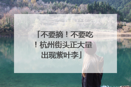 不要摘！不要吃！杭州街头正大量出现紫叶李