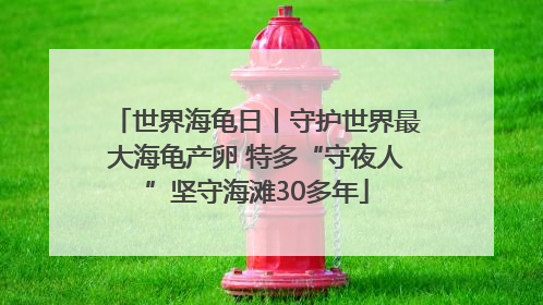 世界海龟日丨守护世界最大海龟产卵 特多“守夜人”坚守海滩30多年