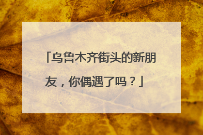 乌鲁木齐街头的新朋友，你偶遇了吗？