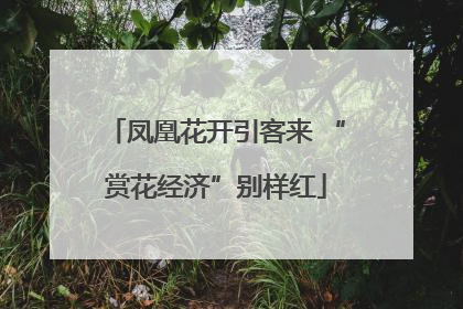凤凰花开引客来 “赏花经济”别样红