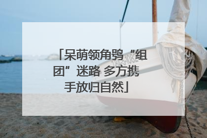 呆萌领角鸮“组团”迷路 多方携手放归自然