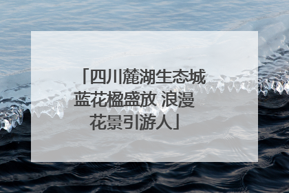 四川麓湖生态城蓝花楹盛放 浪漫花景引游人