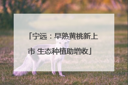 宁远：早熟黄桃新上市 生态种植助增收