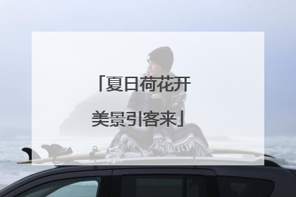 夏日荷花开 美景引客来