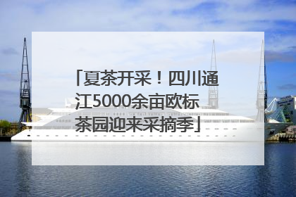 夏茶开采！四川通江5000余亩欧标茶园迎来采摘季