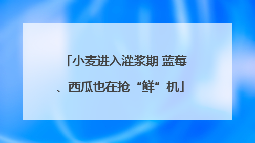 小麦进入灌浆期 蓝莓、西瓜也在抢“鲜”机
