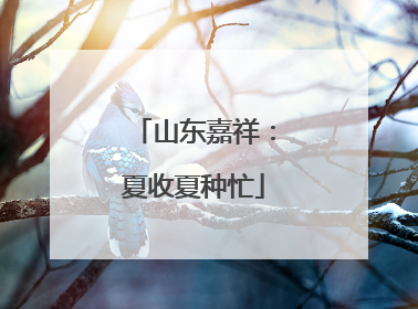 山东嘉祥：夏收夏种忙