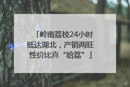 岭南荔枝24小时抵达湖北，产销两旺性价比真“给荔”