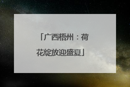 广西梧州：荷花绽放迎盛夏