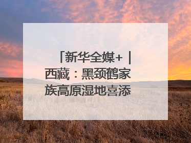 新华全媒+｜西藏：黑颈鹤家族高原湿地喜添“萌宝”