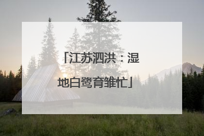 江苏泗洪：湿地白鹭育雏忙