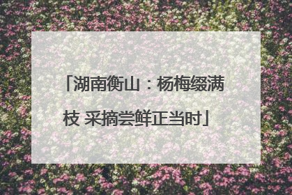 湖南衡山：杨梅缀满枝 采摘尝鲜正当时