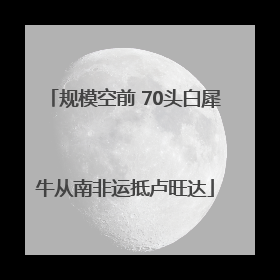 规模空前 70头白犀牛从南非运抵卢旺达