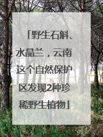 野生石斛、水晶兰，云南这个自然保护区发现2种珍稀野生植物