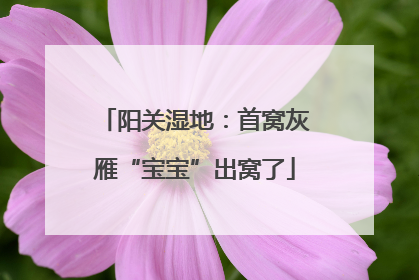 阳关湿地：首窝灰雁“宝宝”出窝了