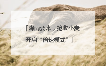 降雨要来，抢收小麦开启“倍速模式”