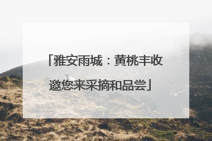 雅安雨城：黄桃丰收 邀您来采摘和品尝