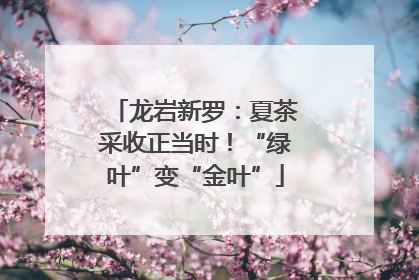 龙岩新罗：夏茶采收正当时！“绿叶”变“金叶”