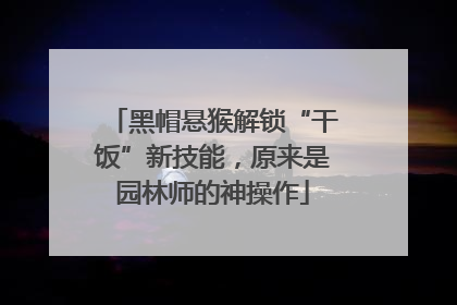 黑帽悬猴解锁“干饭”新技能，原来是园林师的神操作