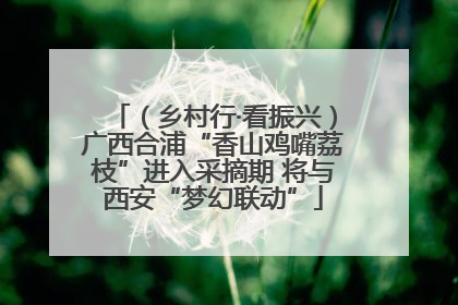 （乡村行·看振兴）广西合浦“香山鸡嘴荔枝”进入采摘期 将与西安“梦幻联动”
