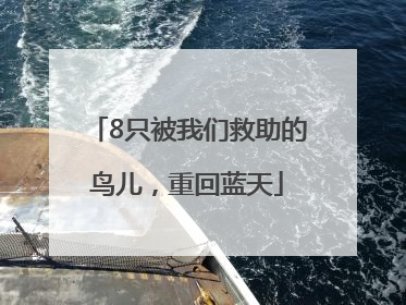 8只被我们救助的鸟儿，重回蓝天